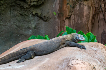 Large Komodo Dragon resting on a rock outdoors