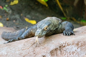 Large Komodo Dragon resting on a rock outdoors