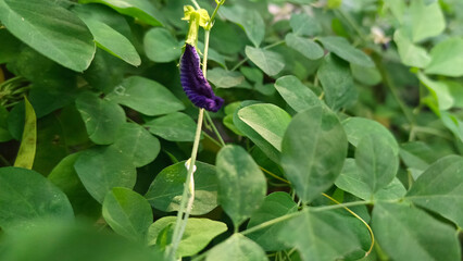 Close up Butterfly pea flower with leaves