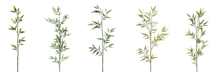 Fototapeta premium Set of tall slender bamboo stalk with green leaves, isolated on a white or transparent background, showing its smooth texture and natural simplicity
