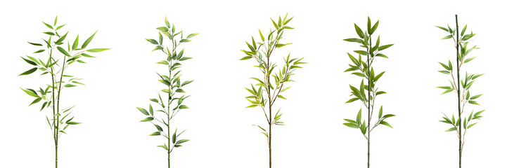 Fototapeta premium Set of tall slender bamboo stalk with green leaves, isolated on a white or transparent background, showing its smooth texture and natural simplicity