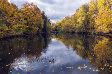 Obraz premium A serene picture of a calm lake with ducks swimming, surrounded by vibrant autumn trees reflecting on the water under a cloudy sky, capturing nature's tranquillity beautifully.