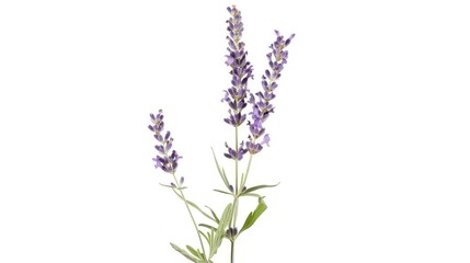 Obraz premium Close-up of Lavender Flowers