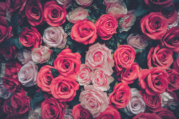 A vintage-inspired close-up of a wall of red and pink roses, each with a soft, faded hue.