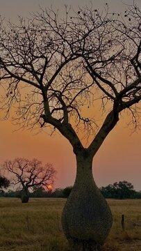 Atardecer en el Chaco paraguayo