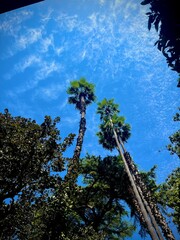 tree against blue sky