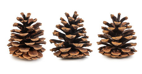 Natural Pine Cones Isolated on a White Background