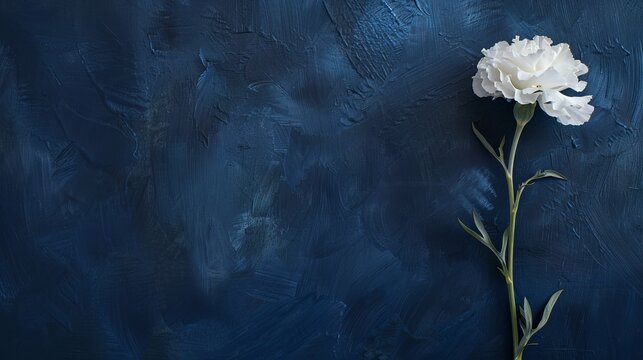 Single white carnation flower on a dark blue background.