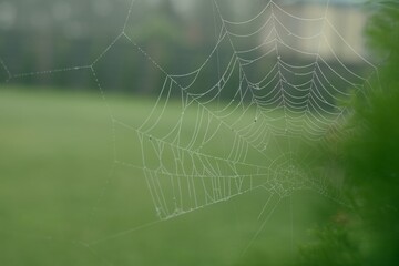 spider web in the morning