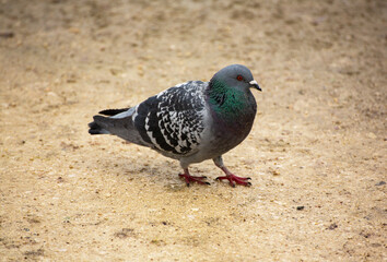 Urban park pigeon, showcasing wildlife amidst greenery and city life.