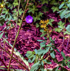 Fototapeta premium Baptisia tinctoria flower growing in the meadow. Small yellow wildflowers. Beautiful wild floral background.