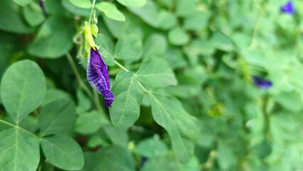 Close up Butterfly pea flower with leaves
