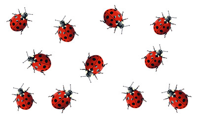 Fototapeta premium set of ladybugs on white
