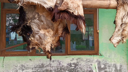 Brown goat skin from Indonesia hung and dried