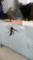 Wasp perched on glass