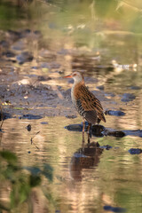On a sunny fall day, an adult water rail stands in the river perpendicular to the camera lens.