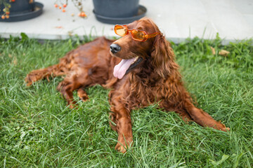 Happy funny brown Irish Setter dog in a orange plastic sunglasses lies on the grass in a summer...