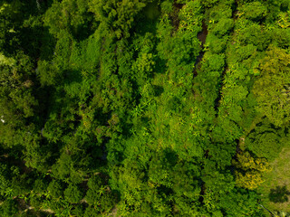 Aerial view Tropical Rainforest trees mountains,Top view green forest background