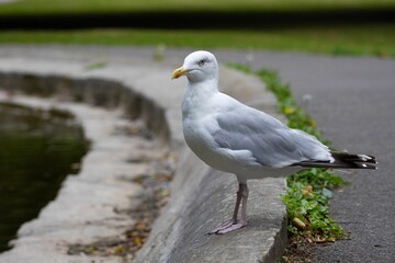 Obraz premium Seagull by the pond in a park