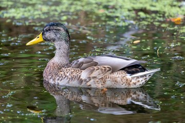Obraz premium Duck swimming in a pond