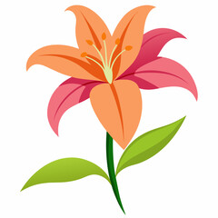 Lily on a white background