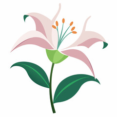 Lily on a white background