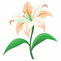 Lily on a white background