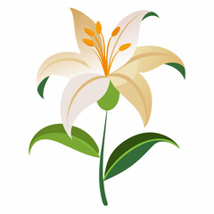 Lily on a white background