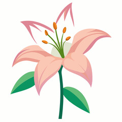 Lily on a white background