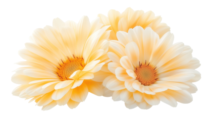 Three beautiful yellow flowers isolated on transparent background.