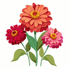 Zinnia flowers on a white background