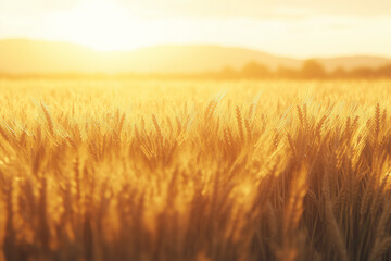 Obraz premium Landscape view of terraced rice field on highland, Aerial view of golden wheat terraced farm, Harvest season agriculture on the mountain, Selective focus ready to harvest wheat farm with sunset view.