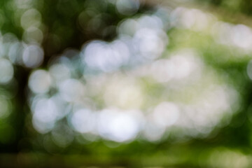 Obraz premium A blurred image of a tree, with soft-focus leaves and branches creating an abstract,