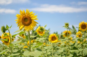Fototapeta premium Sunflowers in a sunny field under a blue sky.