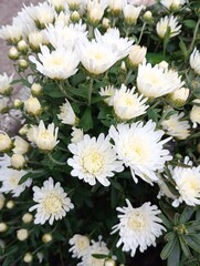 Fototapeta premium white chrysanthemum flowers