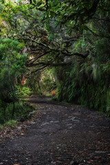 Obraz premium Trekking routes on the levadas on the island of Madeira.