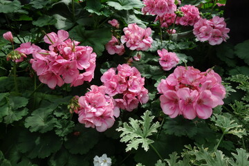Pink Pelargonium zonale in full bloom, showing vibrant petals that bring a touch of elegance to any setting. Sunlight hits texture.