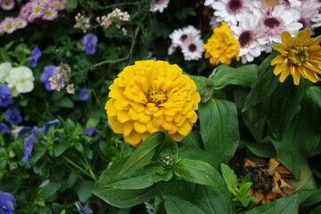 Yellow Common Zinnias feature vibrant, daisy-like blooms with layered petals radiating from a central disc. Their cheerful yellow color brightens any garden, and they attract pollinators.