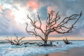 Driftwood Tree on the Beach at Sunrise