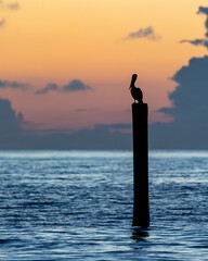 Pelican on Piling at Sunrise