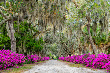 A Path through the Flowers