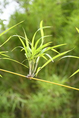 close up of bamboo leaves