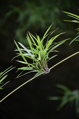 close up of bamboo leaves