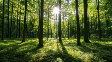 An unspoiled forest with towering, thick trees and sunlight filtering through the branches, creating gentle shadows on the ground.






