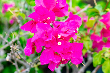 Obraz premium Bougainvillea flowers pink plant tree in summer season in park. For wallpaper texture pattern background. Size from small bush to large bush. Beautiful ornamental plant.