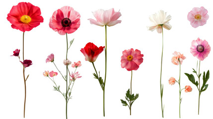 Fototapeta premium set flowers isolated on white