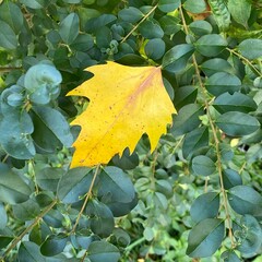 foglia gialla autunnale
