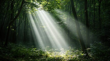 Obraz premium Light Breaking Through in a Dark Forest Clearing