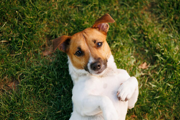 ack Russell Terrier dog in the park lies on its back on the green grass at sunset.