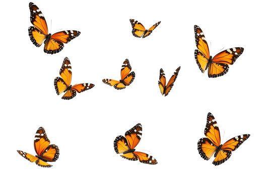 Fototapeta Plain tiger butterflies in flight, transparent background